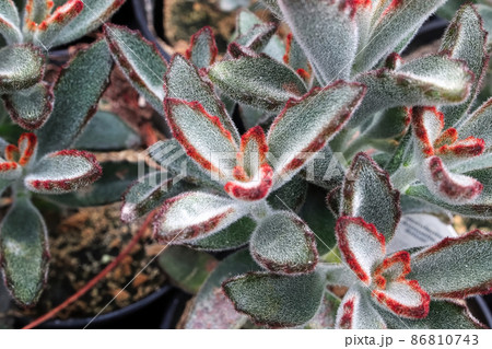 Macro of the fuzzy leaves on a Panda Plant succulent 86810743