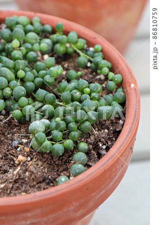 Closeup of a String of Pearls plant in a terracotta pot 86810759