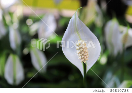 Closeup of a peace lily flower in full bloom Closeup of a peace lily flower in full bloom 86810788