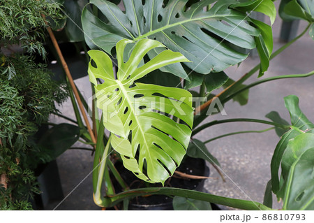 Closeup of the leaves on a swiss cheese monstera plant Closeup of the leaves on a swiss cheese monstera plant 86810793