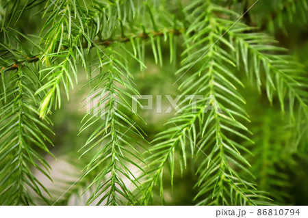 Macro view of delicate branches on a norfolk pine 86810794
