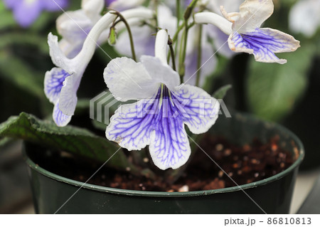 Closeup of white and purple cape primrose flowers 86810813