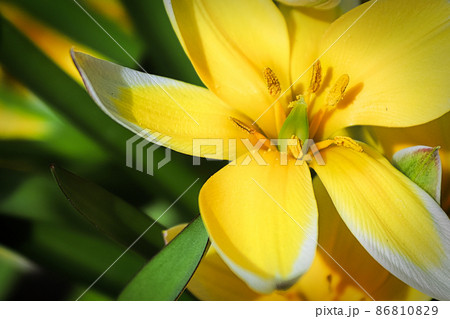 Macro of the dasystemon tarda tulip flower 86810829