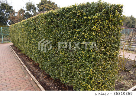 イヌツゲの生垣 イヌツゲの生垣 86810869