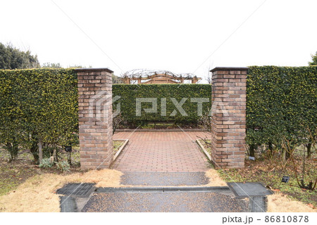 イヌツゲの生垣 86810878