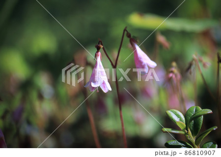 Macro of delicate pink Linnaea Borealis flowers Macro of delicate pink Linnaea Borealis flowers 86810907