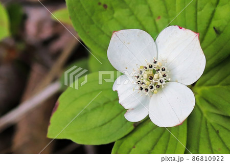 Macro of Bunchberry Dogwood in full bloom 86810922