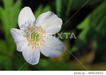 Macro of wild Anemone growing in the Candian forest Macro of wild Anemone growing in the Candian forest 86810935