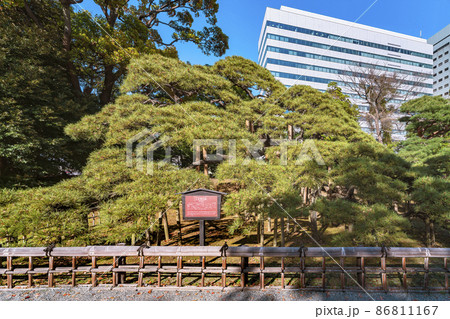 [東京・海岸] 浜離宮恩賜庭園の三百年の松とその説明看板。 86811167