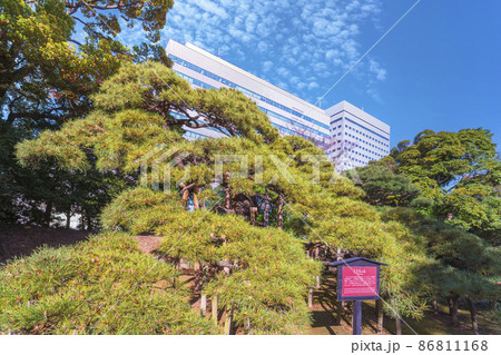 [東京・海岸] 三百年の松と呼ばれる浜離宮恩賜庭園の黒松。 86811168