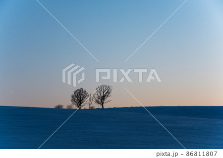 夕暮れの雪原に立つ冬木立 美瑛町 夕暮れの雪原に立つ冬木立 美瑛町 86811807