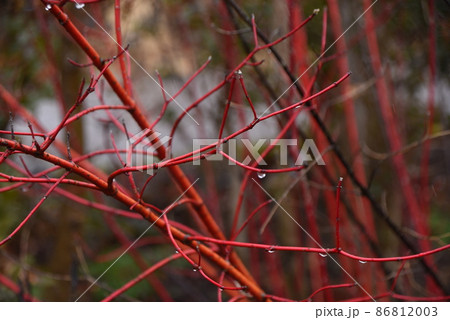 冬のサンゴミズキの枝冬のサンゴミズキの枝 86812003