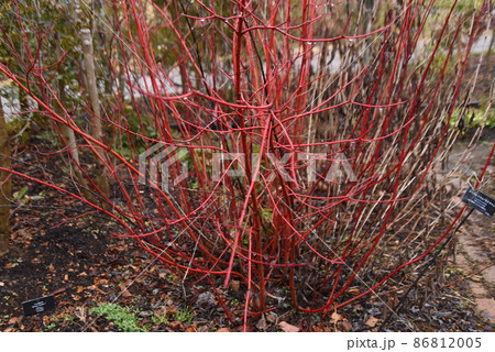 冬のサンゴミズキの枝冬のサンゴミズキの枝 冬のサンゴミズキの枝冬のサンゴミズキの枝 86812005