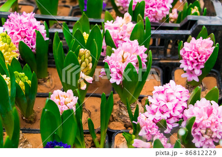Multi-colored hyacinths in pots. Sale at flower shop. Home gardening concept. 86812229