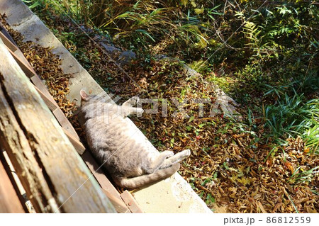 秋の陽ざしを浴びてお昼寝中 山中の野良猫 サバトラ 秋の陽ざしを浴びてお昼寝中 山中の野良猫 サバトラ 86812559