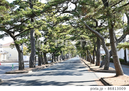 旧東海道舞阪松並木 86813009