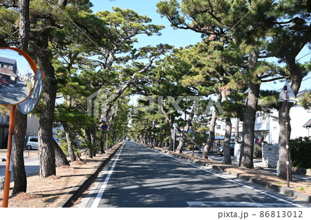 旧東海道舞阪松並木 86813012