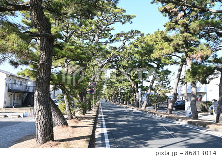 旧東海道舞阪松並木 旧東海道舞阪松並木 86813014