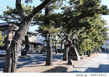 旧東海道舞阪松並木 旧東海道舞阪松並木 86813022