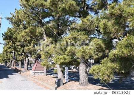 旧東海道舞阪松並木 86813025