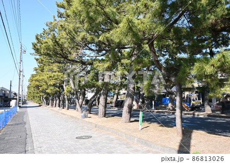 旧東海道舞阪松並木 86813026