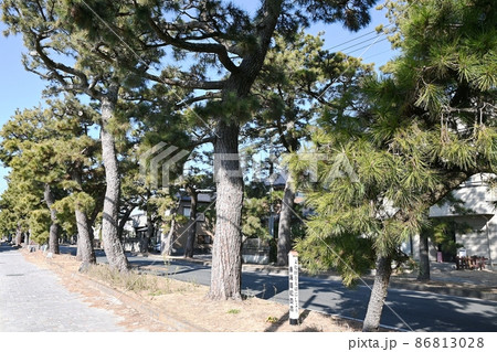 旧東海道舞阪松並木 旧東海道舞阪松並木 86813028