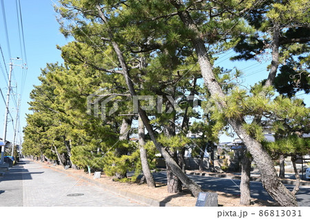 旧東海道舞阪松並木 86813031