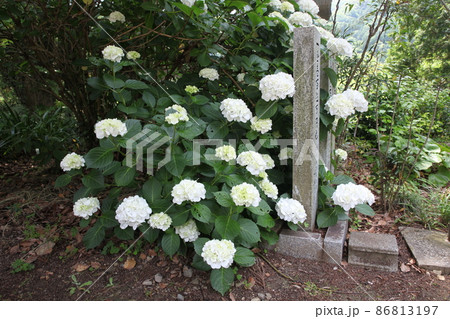 願成寺の紫陽花 86813197