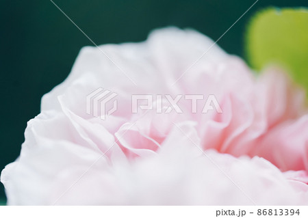 Pink color roses flowers background. Abstract defocused flower backdrop. Macro of unfocused blurred pink petals texture, soft dreamy image. Pink color roses flowers background. Abstract defocused flower backdrop. Macro of unfocused blurred pink petals texture, soft dreamy image. 86813394