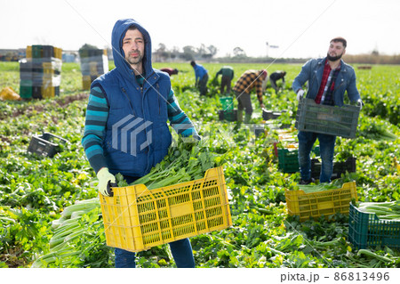 Man carrying crate with celery 86813496