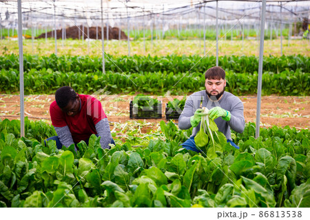 Workers clean ripe chard and put in boxes Workers clean ripe chard and put in boxes 86813538