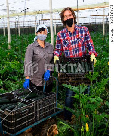 Portrait of man and woman wearing protective masks with boxes of ripe zucchini in greenhouse 86813571