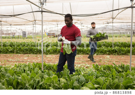 African-American farmer harvesting Swiss chard African-American farmer harvesting Swiss chard 86813898
