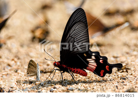 Beautiful the Adamson's Rose butterfly is sucking food from wet ground 86814015