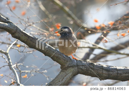 枝にとまってエサをさがすムクドリ  枝にとまってエサをさがすムクドリ  86814063