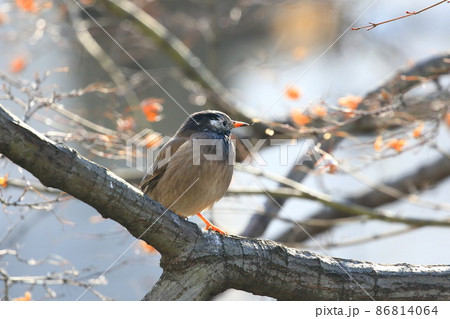 枝にとまってエサをさがすムクドリ  枝にとまってエサをさがすムクドリ  86814064