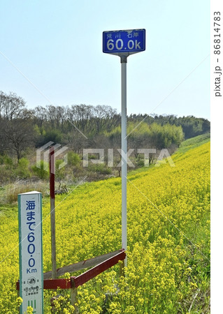 川幅日本一の場所の荒川右岸堤防に咲く菜の花の群生と海までの標識 86814783