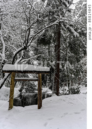 平泉寺白山神社の雪景色 平泉寺白山神社の雪景色 86814845