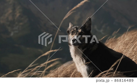 Close-up laika dog looks into camera in mountains. Portrait of cute pet which sits in profile in dry golden grass. High grass flies in wind on sunset. No people 86816489