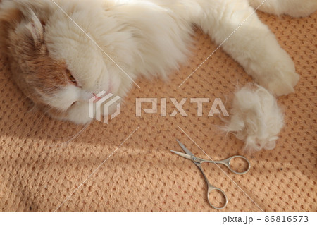毛玉ボール 猫 毛玉ボール 猫 86816573