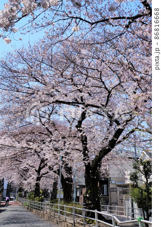 世田谷区・呑川緑道の桜並木 86816668