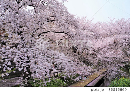 二ヶ領用水の桜並木(川崎市/宿河原堤桜並木) 二ヶ領用水の桜並木(川崎市/宿河原堤桜並木) 86816669