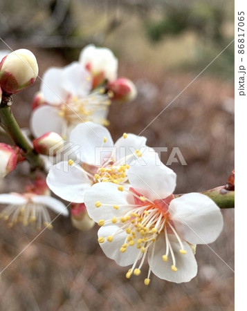 白い梅の花 白い梅の花 86817065