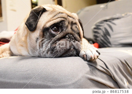 ソファでくつろぐパグ 86817538