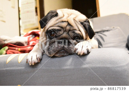 ソファでくつろぐパグ 86817539