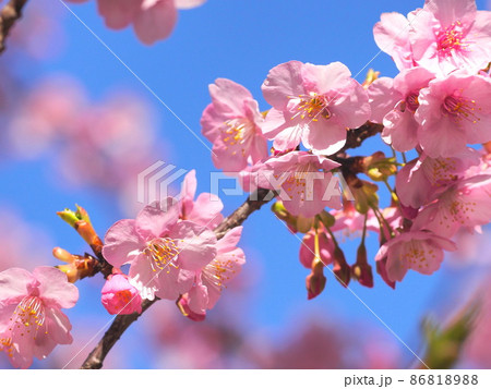 満開の河津桜（カワズサクラ） 86818988