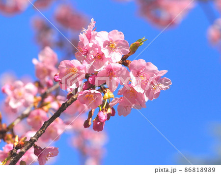 満開の河津桜（カワズサクラ） 86818989