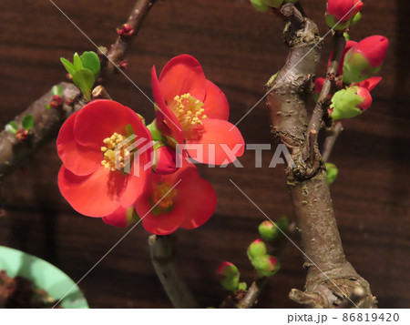 ボケの花 86819420