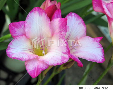 フリージアの花 86819421