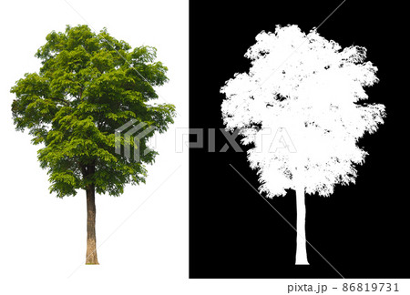 Green tree isolated on white background with post cut out original background and white background replaced for easy to selection with clippings path inside 86819731